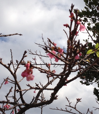 今帰仁城址(なきじんじょう)で今年最初の桜を見て感激