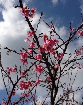 今帰仁城址(なきじんじょう)で今年最初の桜を見て感激