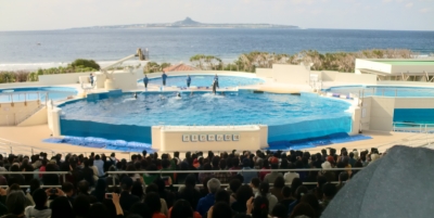 やっぱりキレイで感動した美ら海水族館
