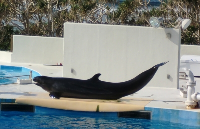 やっぱりキレイで感動した美ら海水族館
