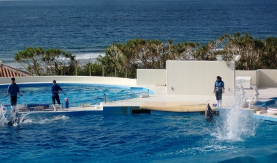 やっぱりキレイで感動した美ら海水族館