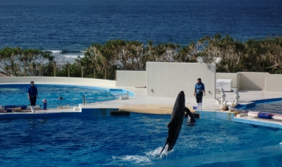 やっぱりキレイで感動した美ら海水族館