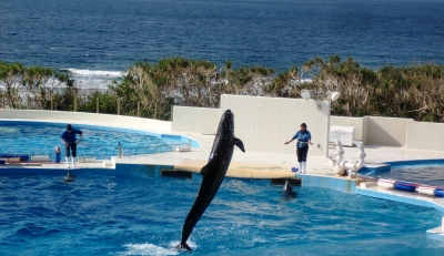 やっぱりキレイで感動した美ら海水族館