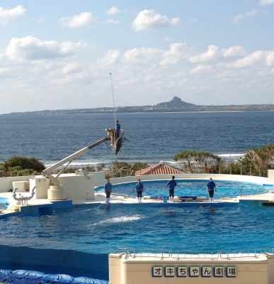 やっぱりキレイで感動した美ら海水族館