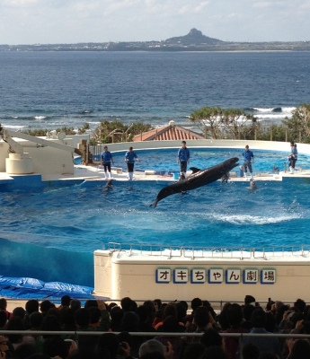 やっぱりキレイで感動した美ら海水族館
