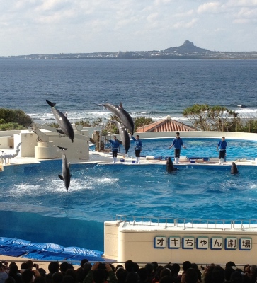 やっぱりキレイで感動した美ら海水族館