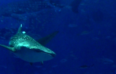ジンベイザメやウミガメにも感動した美ら海水族館