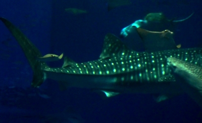 ジンベイザメやウミガメにも感動した美ら海水族館