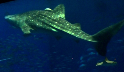 ジンベイザメやウミガメにも感動した美ら海水族館