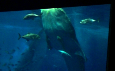 ジンベイザメやウミガメにも感動した美ら海水族館