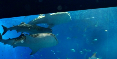 ジンベイザメやウミガメにも感動した美ら海水族館