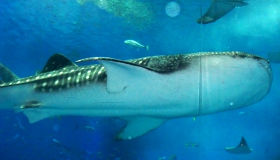 ジンベイザメやウミガメにも感動した美ら海水族館