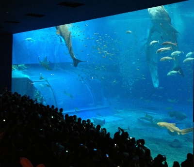 ジンベイザメやウミガメにも感動した美ら海水族館