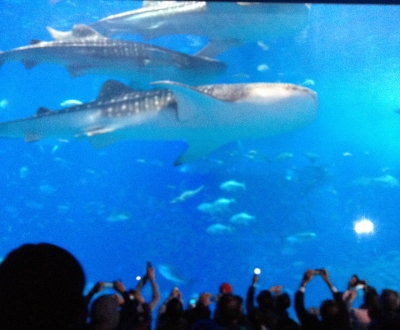 ジンベイザメやウミガメにも感動した美ら海水族館