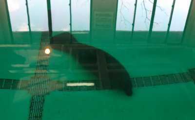 人魚伝説のモデルとなったアメリカマナティーを飼育展示していました