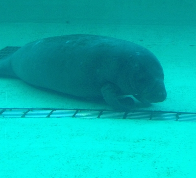 人魚伝説のモデルとなったアメリカマナティーを飼育展示していました