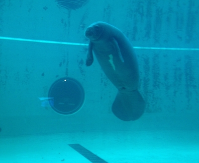 人魚伝説のモデルとなったアメリカマナティーを飼育展示していました