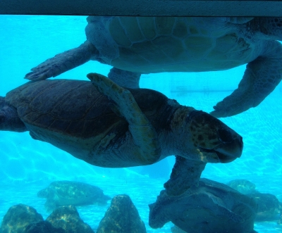 ジンベイザメやウミガメにも感動した美ら海水族館