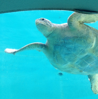 ジンベイザメやウミガメにも感動した美ら海水族館