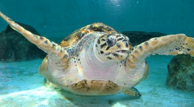 ジンベイザメやウミガメにも感動した美ら海水族館