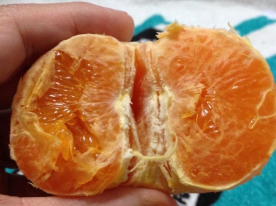 今度はフルーツゼリーを食べて応募したら【せとか】が当たりました
