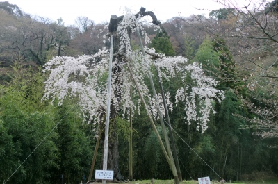 覚善寺を出て根来寺へ行きました