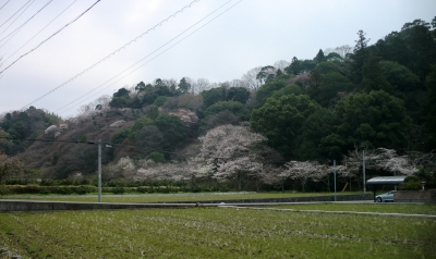 覚善寺を出て根来寺へ行きました