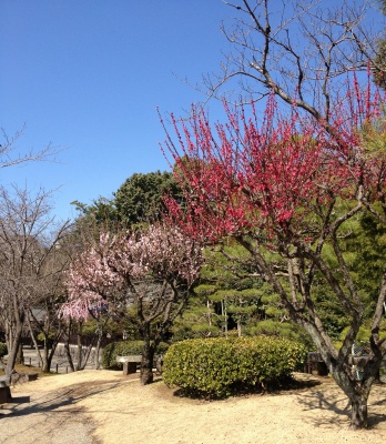 熊本での最終目的地の水前寺公園へ行きました