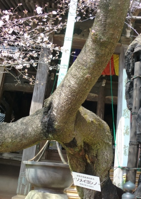紀三井寺は、素晴らしい大きなお寺でした