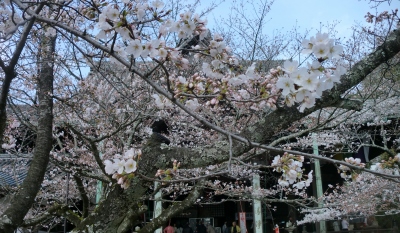 紀三井寺は、素晴らしい大きなお寺でした