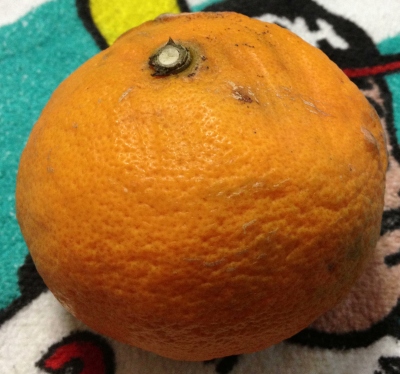 夏が近づくのに「南津海(なつみ)」と言うみかんを食べました
