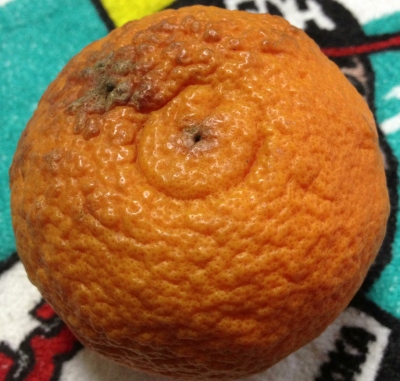 夏が近づくのに「南津海(なつみ)」と言うみかんを食べました