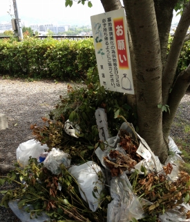 今日は月命日なのでお墓参りへ行きました