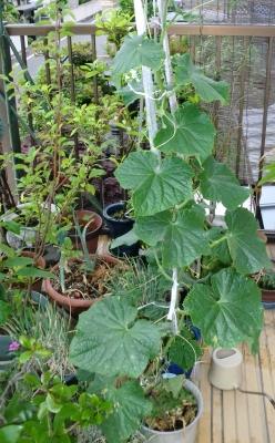 我が家の家庭菜園も賑やかになって来ました