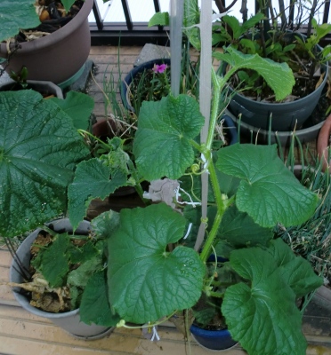 我が家の家庭菜園も賑やかになって来ました