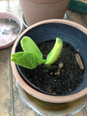 我が家の家庭菜園も賑やかになって来ました
