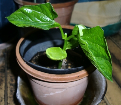 我が家の家庭菜園も賑やかになって来ました