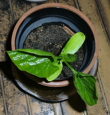 我が家の家庭菜園も賑やかになって来ました