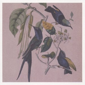 Yokota Susumu-Sakura
