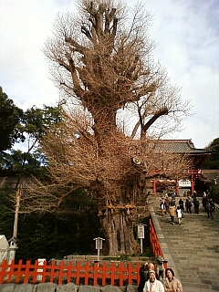 鶴岡八幡宮 大銀杏