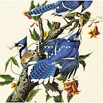 Glimpse-The Bird Collection