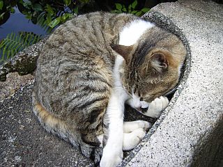江ノ島4