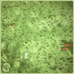 Space Dimension Controller - Basking Lamp EP