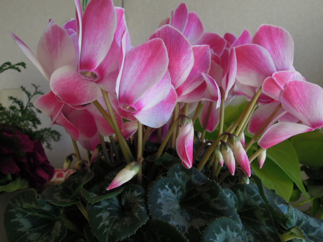 DSCN1785.JPG