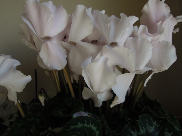DSCN1787.JPG
