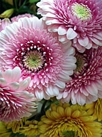 花