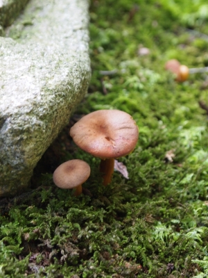 鈴木大拙館 きのこ
