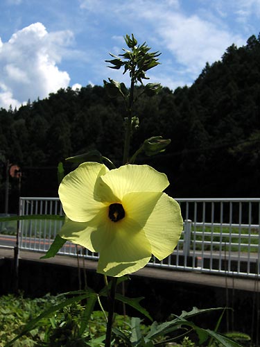 花オクラ・・・