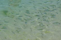 海