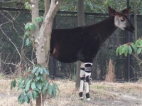 ズーラシアの名物「オカピ」